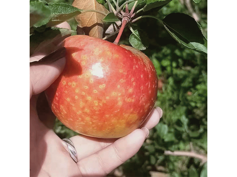 華碩蘋果苗華碩蘋果苗